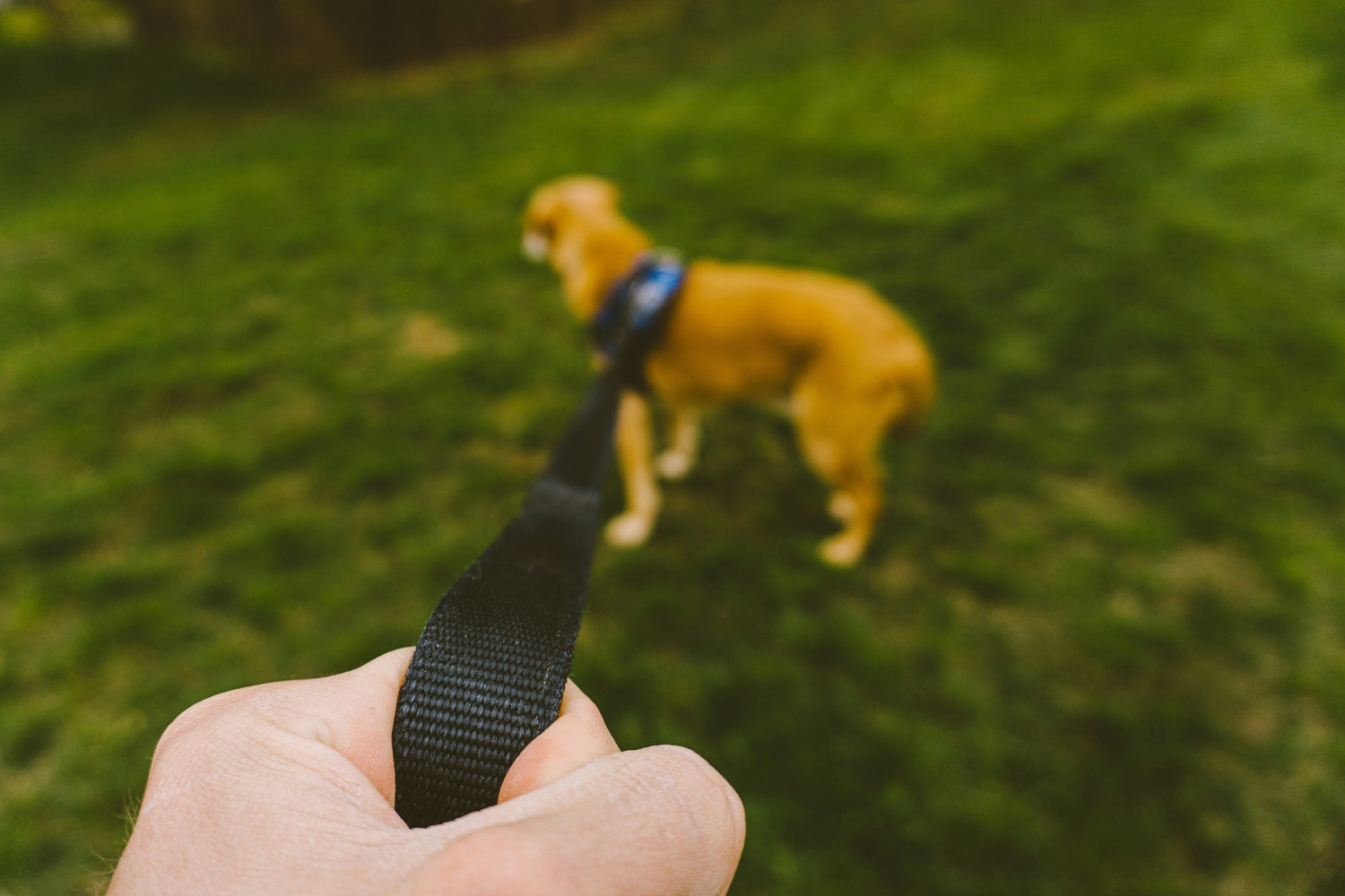 Training Leashes