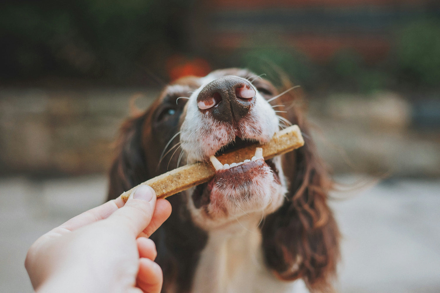 Dental Treats