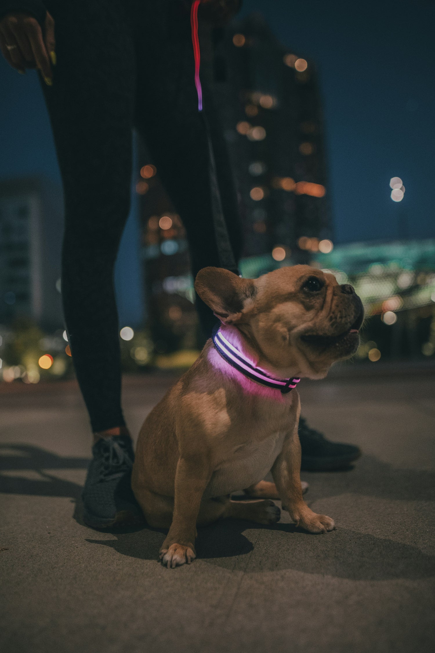 LED Collars