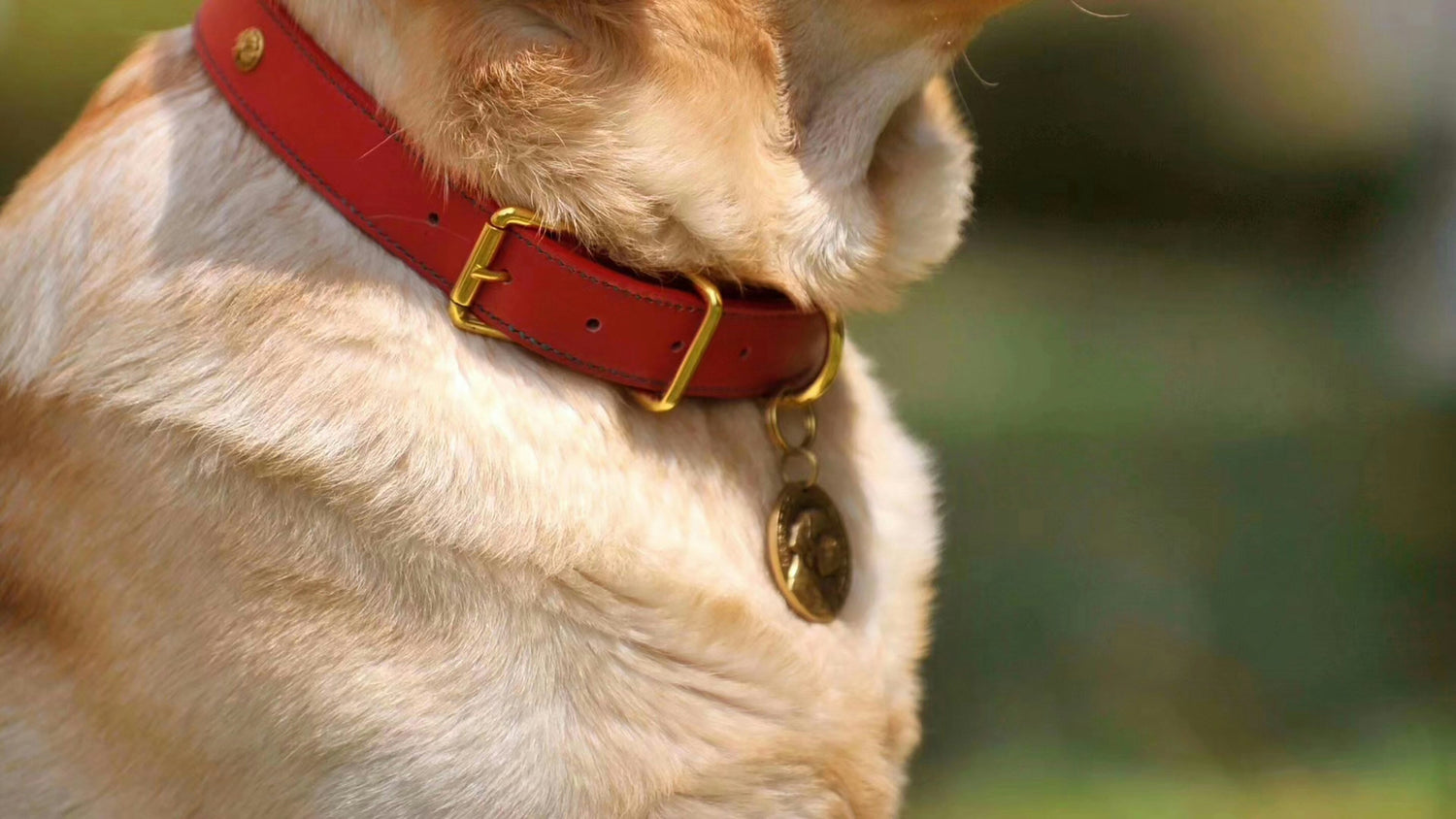 Leather Collars
