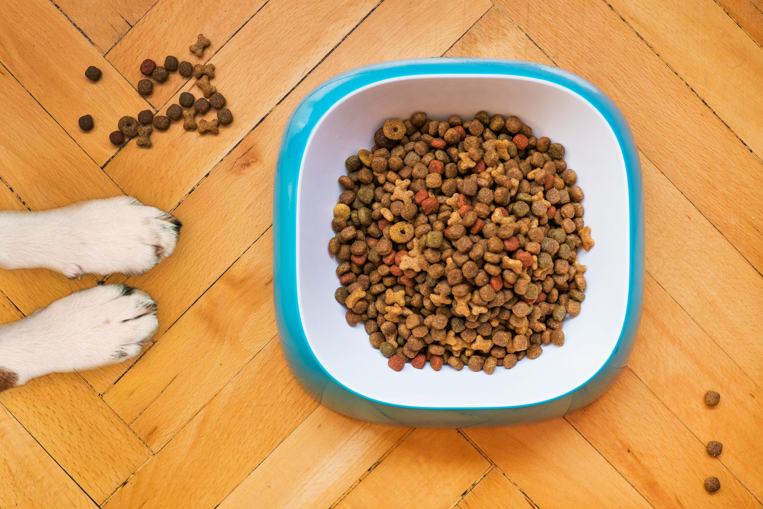 Dry Food - Puppy