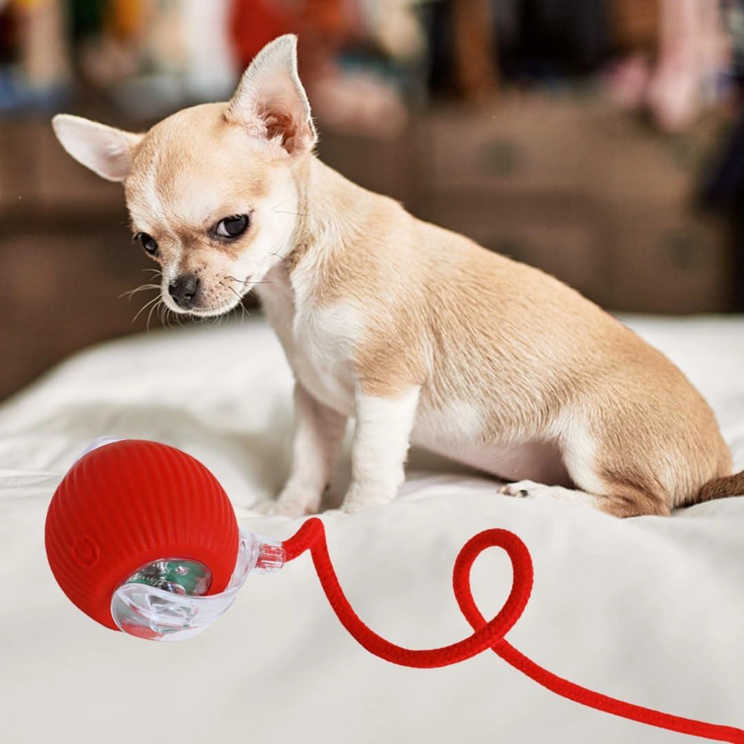Automatic Ball for Small Dogs & Cats - Activated Moving Toy, Rechargeable, Self Play, Ball Toy with Long Tail Teaser