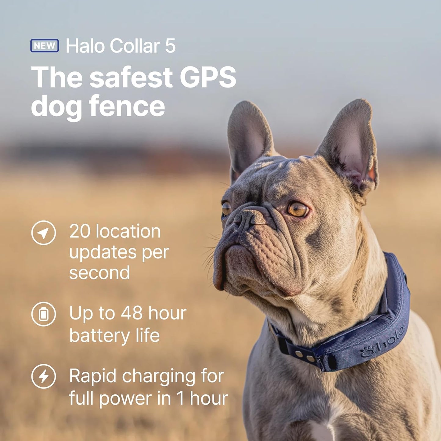 Halo Collar 5, New Wireless Dog Fence & GPS Dog Collar, Subscription Required, Waterproof, Orchid, One Size