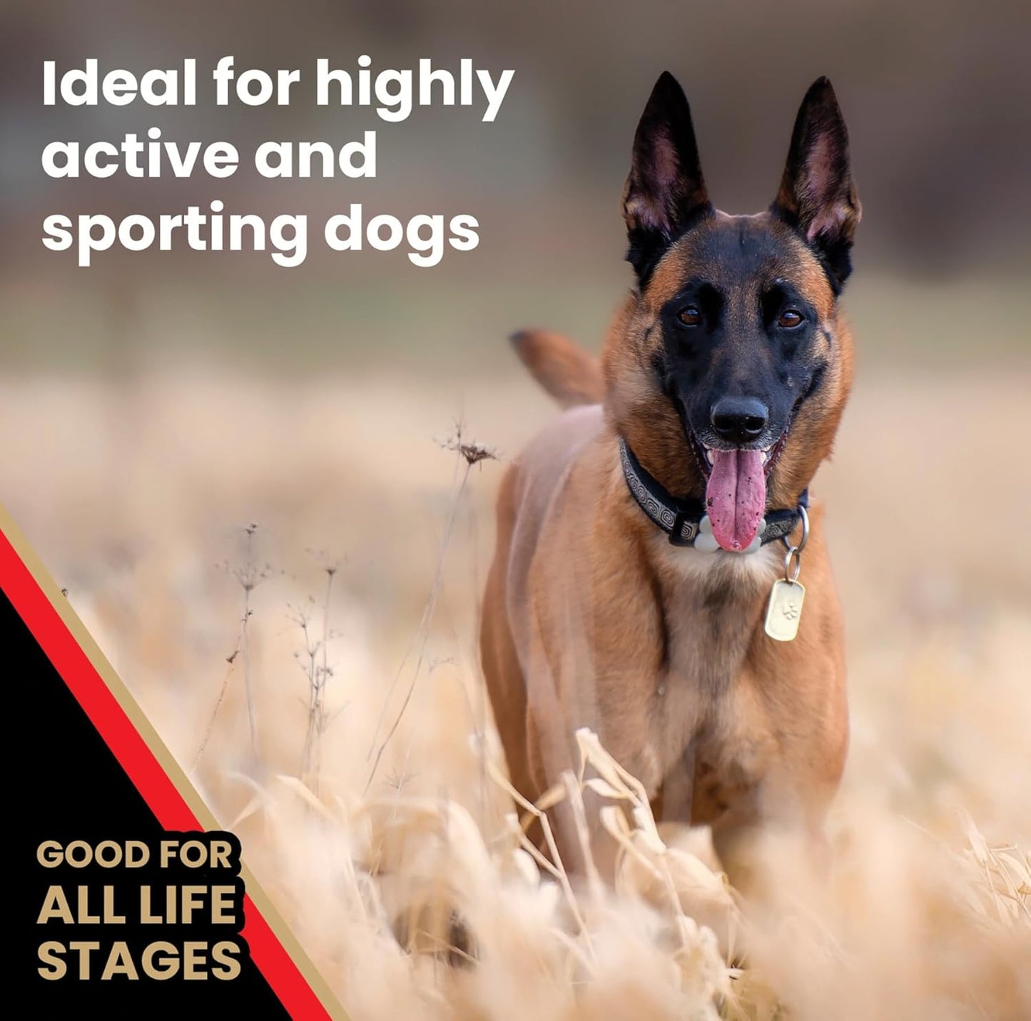 VICTOR Super Premium Dog Food – High Energy Dry Dog Food for Active Dogs – Gluten Free Canine Kibble with Beef and Chicken Meal Proteins for Sporting Dogs – All Breeds and All Life Stages, 15 lb