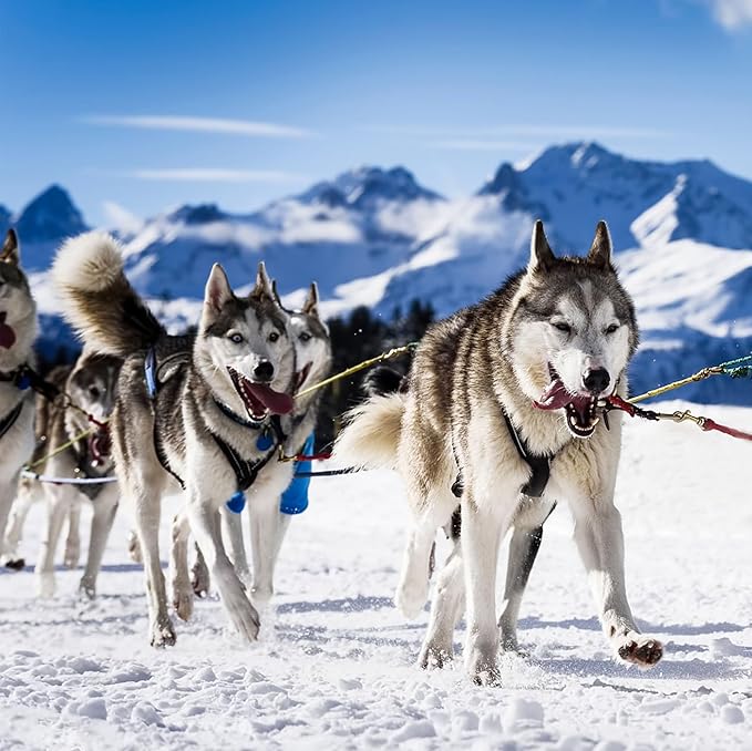 Dog Pulling Harness (L, Black) X Back Mushing Husky Harness for Sled Exercise, Pet Sledding, Bikejoring, Skijoring, Running, Canicross Scootering, for Average Sized Dog About 45-50LBS