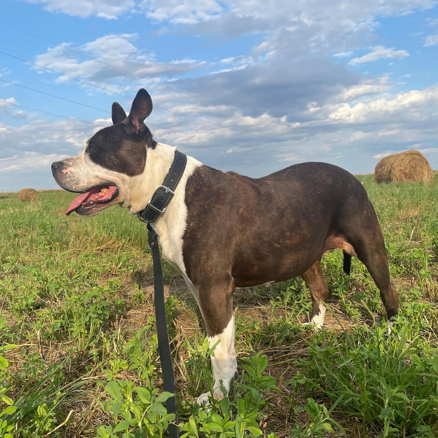 ADITYNA Heavy Duty Leather Dog Collar for Large Dogs - Soft and Strong Black Leather Collar for Walking and Training (Large: Fit 17" - 23" Neck, Black)