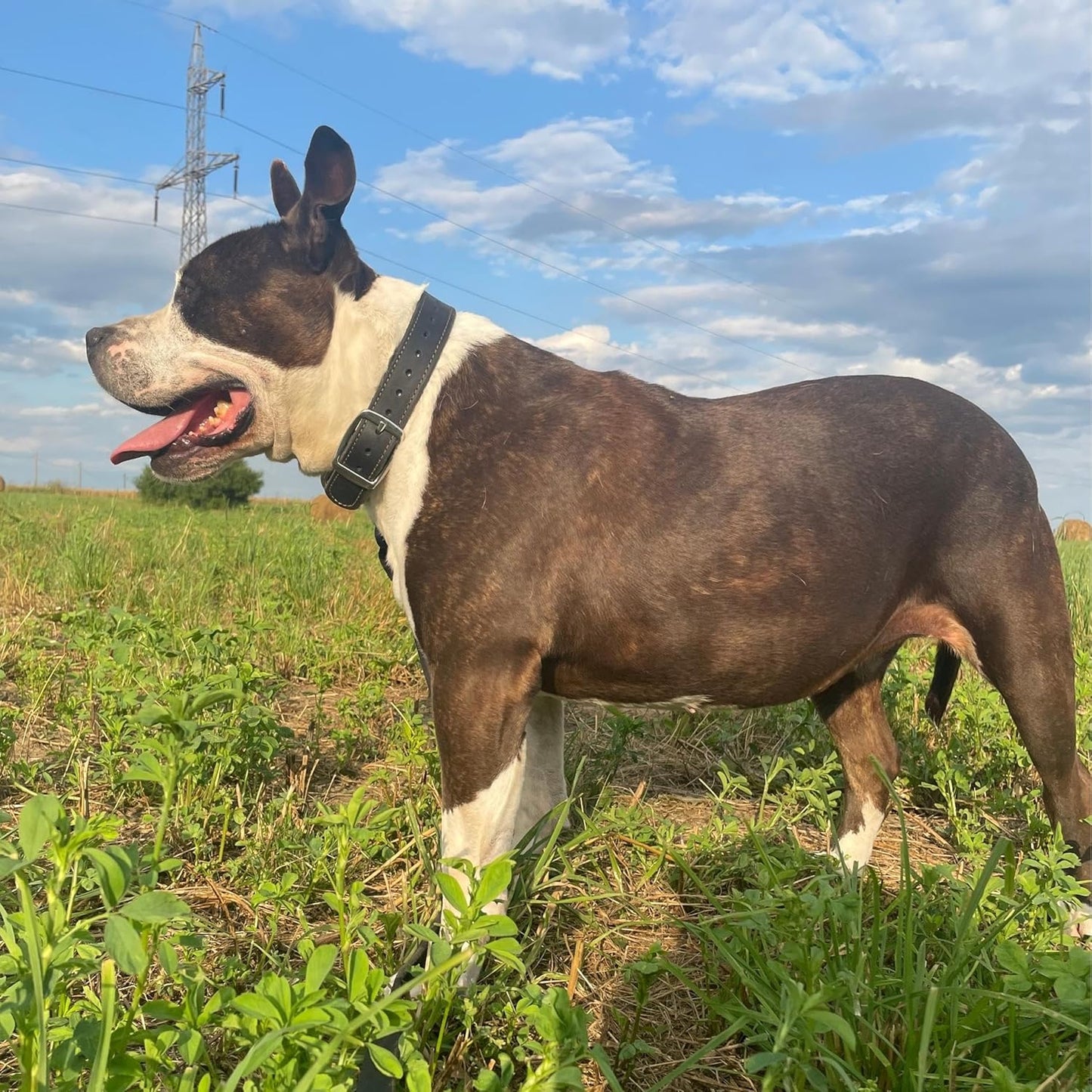 ADITYNA Heavy Duty Black Leather Dog Collar - Soft and Strong Medium Dog Collar for Walking, Training, Hiking, and Running (Medium: Fit 13" - 20" Neck, Black)