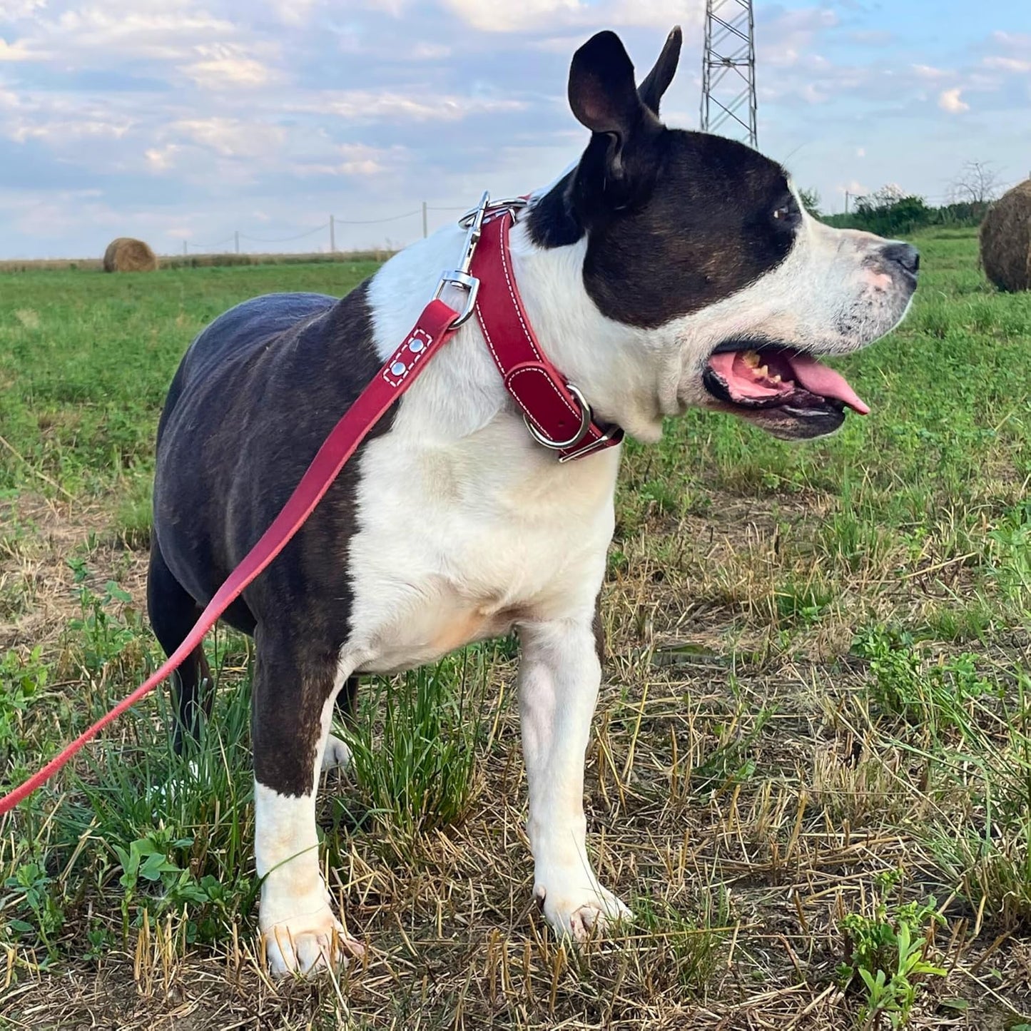 ADITYNA Heavy Duty Leather Dog Collar - Soft and Strong Red Dog Collar for Medium Breeds (Medium: Fit 13" - 20" Neck, Red)
